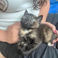 Photo of Flabbergast