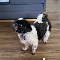 Photo of Piper💖7yo, Shih Tzu Girl (On Trial 14/9/25)