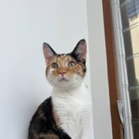 Photo of Lulu