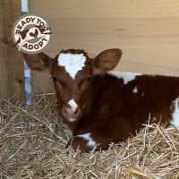 Photo of Albert, Oscar & Teddy