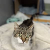 Photo of Nelly 