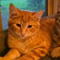 Photo of Toffee