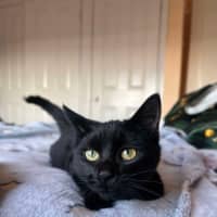 Photo of Shadow 🥰