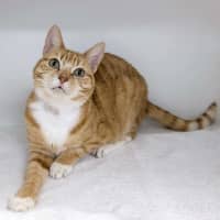 Photo of Goldie