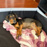Photo of Sally   8 Year Old Dachshund