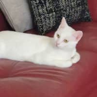 Photo of Angel & Loki