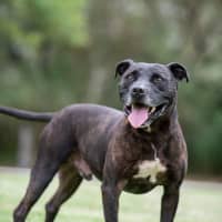 Photo of Ziggy