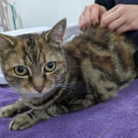 Photo of Princess Poppy