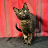 Photo of Draco (Located In Preston) 