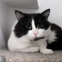 Photo of Bangers & Mash