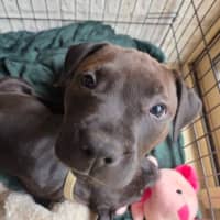 Photo of Hershey