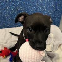 Photo of Poppy