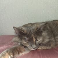 Photo of Luna