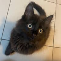 Photo of Hocus **2nd Chance Cat Rescue**