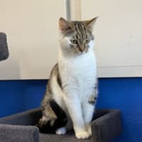 Photo of Tulip