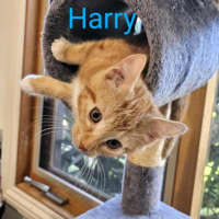 Photo of Harry Meet Me@Petstock Carrum Downs Store