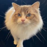 Photo of Fudge