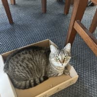 Photo of Honey