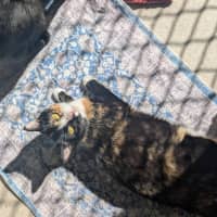 Photo of Jiji