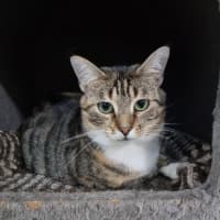 Photo of Dahlia