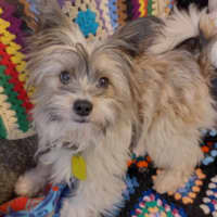 Photo of Benji & Lizzie