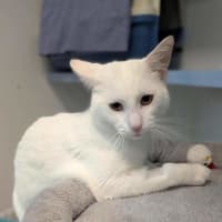 Photo of Feta