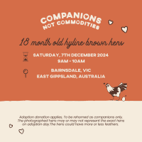 Photo of Rescue Hens