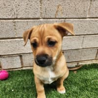 Photo of Tex   16 Week Old Chihuahua X Fox Terrier (Trial)