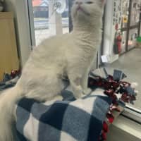 Photo of Knickerbocker Glory