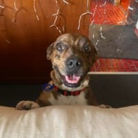 Photo of Tucker   2 Year Old Dachshund X Staffy