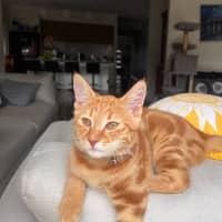Photo of Mango Kitten