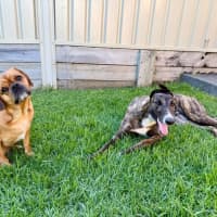 Photo of Clay, The Greyhound