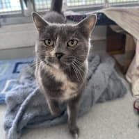 Photo of Opal
