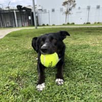 Photo of Buddy