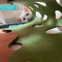 Photo of Peaches