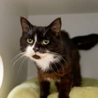 Photo of Old Cat Pat