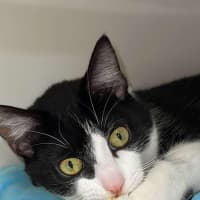 Photo of 🥇 Vesper 5199 🥇