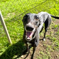 Photo of Hiraani The Greyhound