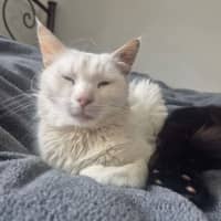 Photo of Emi * 9 Lives Project Rescue*