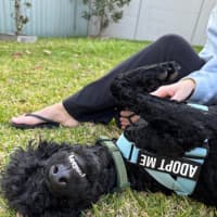 Photo of Keith   1 Year Old Poodle