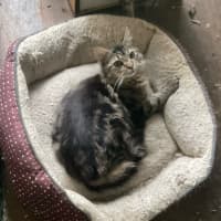 Photo of Bubbles / Buttercup