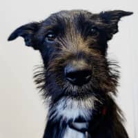 Photo of Smiffy