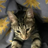 Photo of Spirit