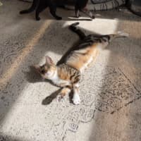 Photo of Skittles   5 Month Old Domestic Short Hair (Trial)