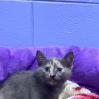 Photo of Precious