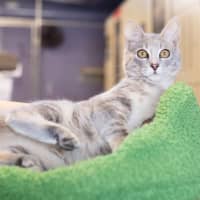 Photo of Dolcie