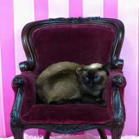 Photo of Skadi And Freya