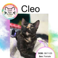 Photo of Cleo