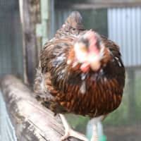 Photo of Muppett