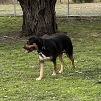 Photo of Suzie